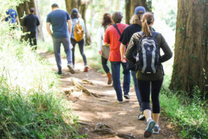 Group hike in sunlit forest