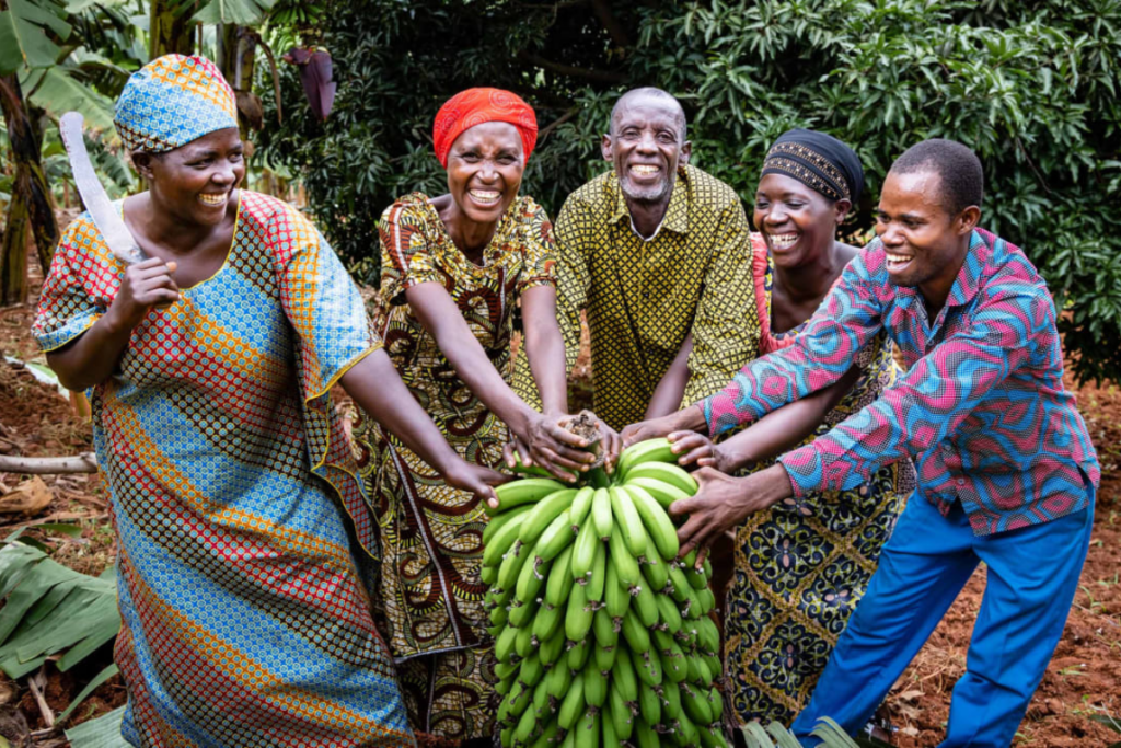 Members of the Zizu community in Rwanda harvesting bananas from the plantation they set up through their church-based training group.
